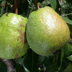 Pear tree 'Duchesse dAngoulme'